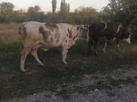 Sigir, Qoramol — 1-rasm