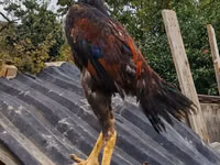 Chickens — फ़ोटो 2