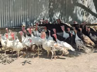 Turkeys — الصورة 1