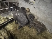 母羊, Sheep — 照片 3