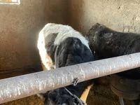 Vaca, Russian Black pied cattle — foto 3