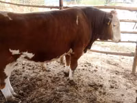 公牛, Simmental cattle — 照片 2