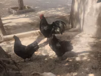 Australorp — photo 2