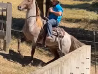 حصان, Rocky Mountain Horse — الصورة 3