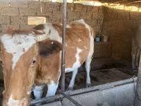 Vacă, Simmental cattle — foto 2