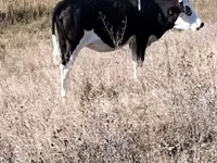 Kuh, Russian Black pied cattle — Foto 3