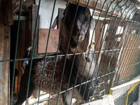 عنزة, Nubian Goat — الصورة 4