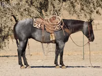 Cal, Quarter Horse — foto 5