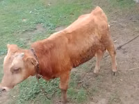 Bou, Simmental cattle — foto 4
