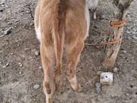 गाय, Simmental cattle — फ़ोटो 2