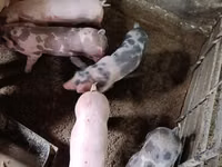 Eber, Schweine — Foto 3