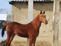 घोड़ा, Karabair horse — फ़ोटो 1