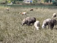 نعجة, Romanov sheep — الصورة 1