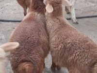 Sheep, Sheep — photo 1