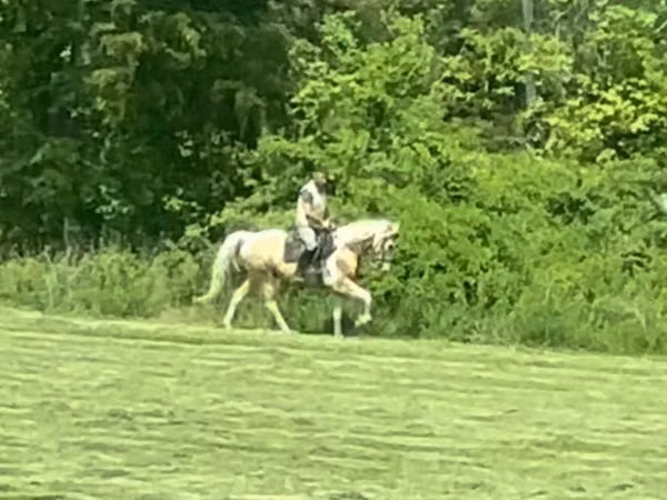 Cal, Racking Horse