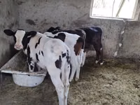 Vacă, Russian Black pied cattle — foto 1