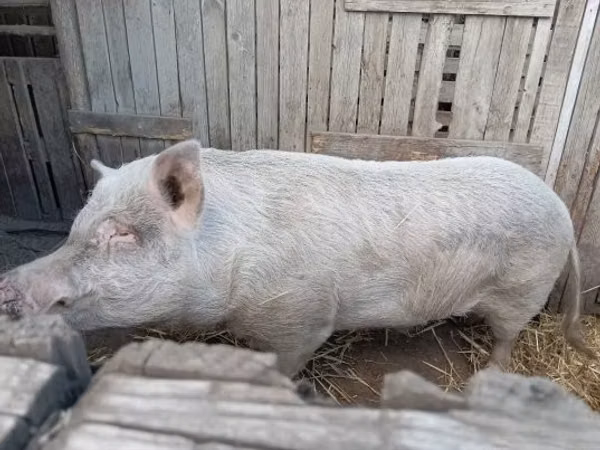 Eber, Schweine