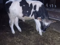 Bull, Russian Black pied cattle — photo 4