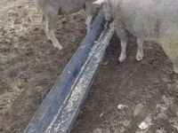 Bélier, Ile-de-France sheep — photo 1