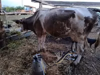 Kuh, Simmental cattle — Foto 5