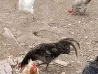 Australian Pit Game fowl — foto 4