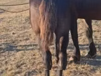 Cal, Percheron — foto 2