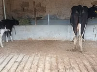 İnək, Latvian Blue cattle — foto 4