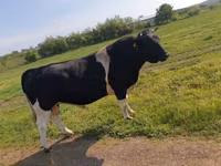 公牛, Holstein breed — 照片 1