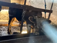 Bou, Simmental cattle — foto 2