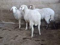 Schaf, Merino sheep — Foto 2