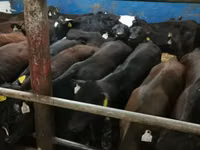 公牛, Simmental cattle — 照片 6