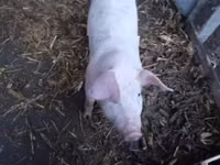 Scroafă, Porci — foto 1
