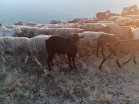Țap, Murcia-Granada goats — foto 3