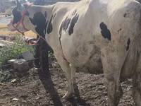 Vacă, Russian Black pied cattle — foto 8