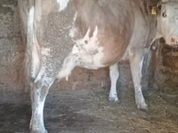 Vacă, Simmental cattle — foto 1