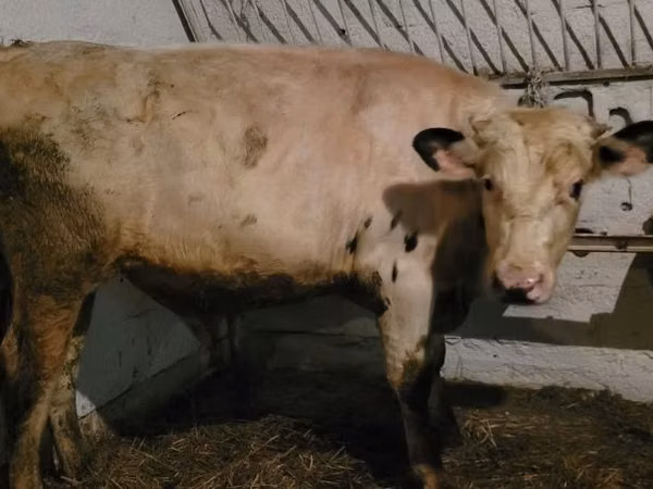 सांड, Simmental cattle