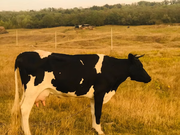 Vacă, Rasa Holstein