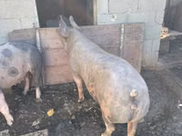 Eber, Schweine — Foto 1
