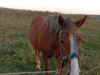 母马, Horses — 照片 2