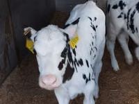 Bovinos (lote, sexo não especificado), Russian Black pied cattle — foto 7