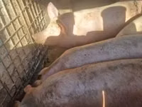 Pigs (batch, sex not specified) — photo 2