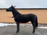 Stute, Akhal-Teke — Foto 3