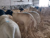 Bélier, Dorper sheep — photo 2