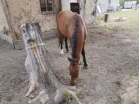 घोड़ा, Karachay horse — फ़ोटो 3