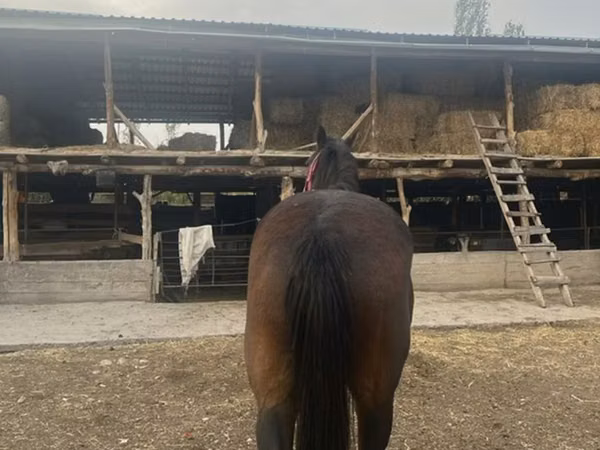 घोड़ी, Percheron