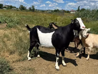 تيس, LaMancha goats — الصورة 5