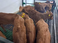 Buğa, Simmental cattle — foto 2