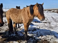 At, Mugalzhar horse — foto 3