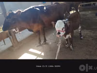 Sigir, Simmental cattle — 2-rasm