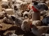 Chickens — 3-rasm